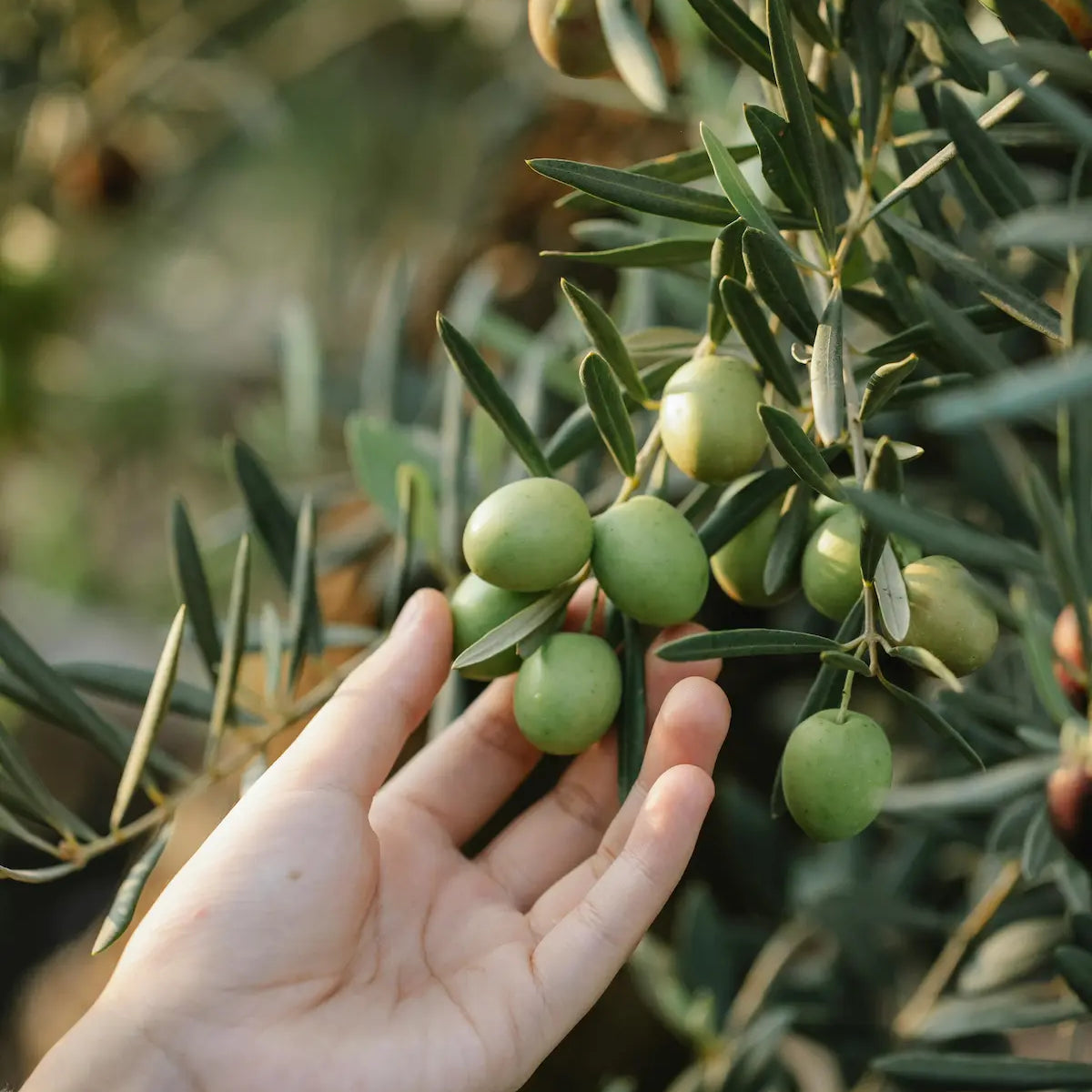 Les polyphénols : le trésor invisible de l’huile d’olive