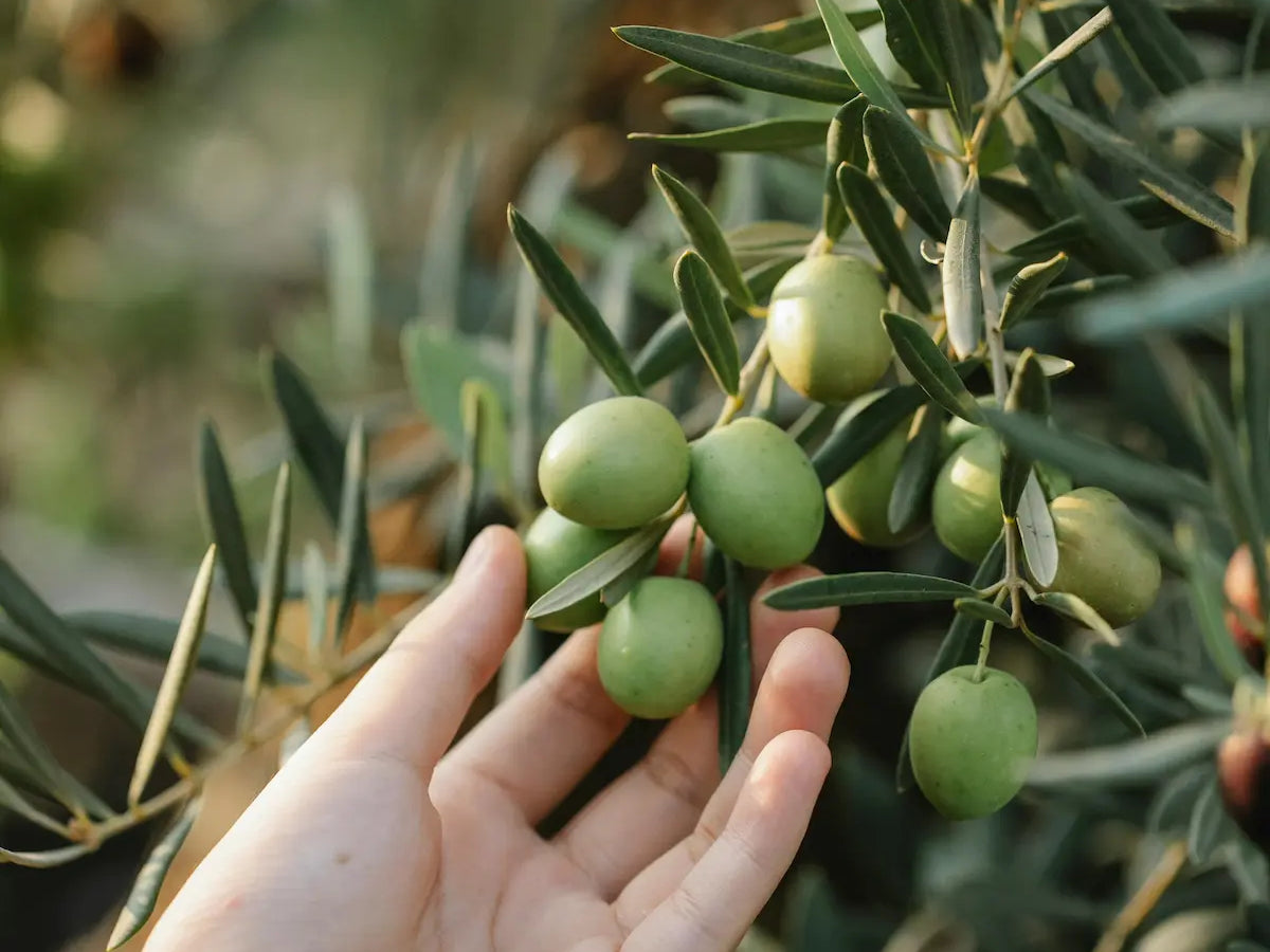 Les polyphénols : le trésor invisible de l’huile d’olive