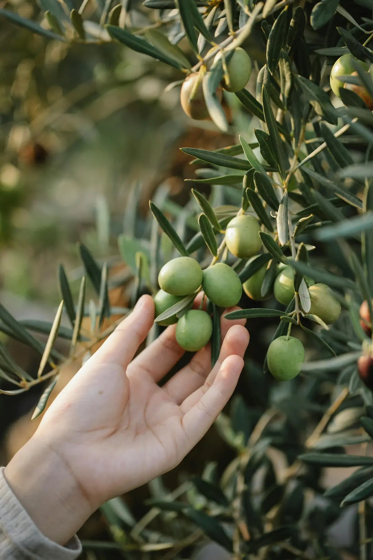 Les polyphénols : le trésor invisible de l’huile d’olive