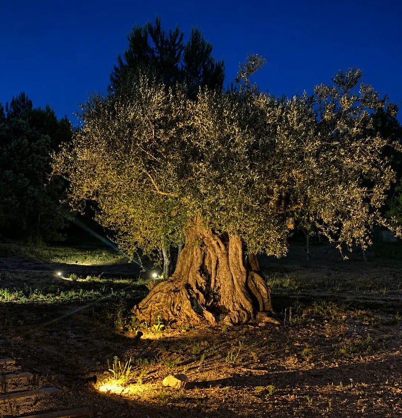 Les lumières du domaine - 5 août 2026